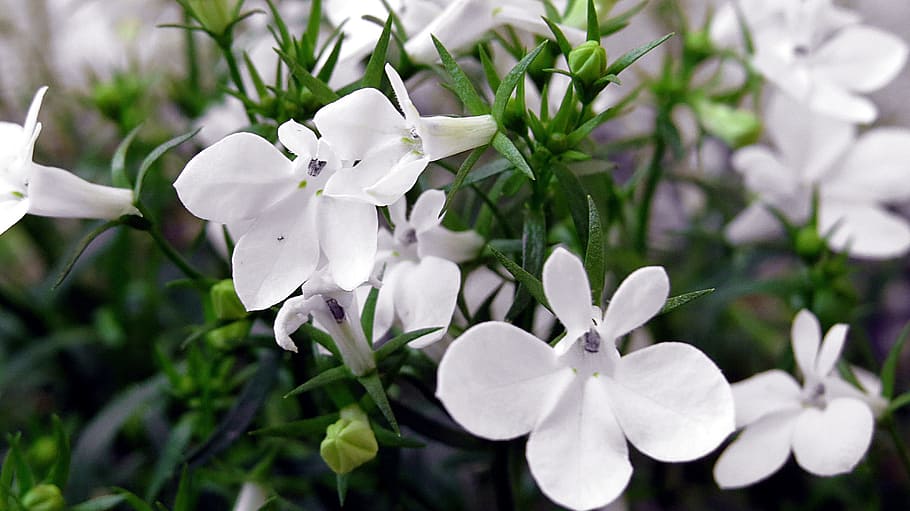 HD wallpaper: white petaled flowers, lobelia, lobelia przylądkowa ...