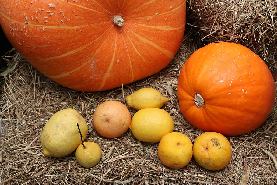 pumpkin, haloween, lemon, grass, autumn, symbol, theme, traditional HD wallpaper