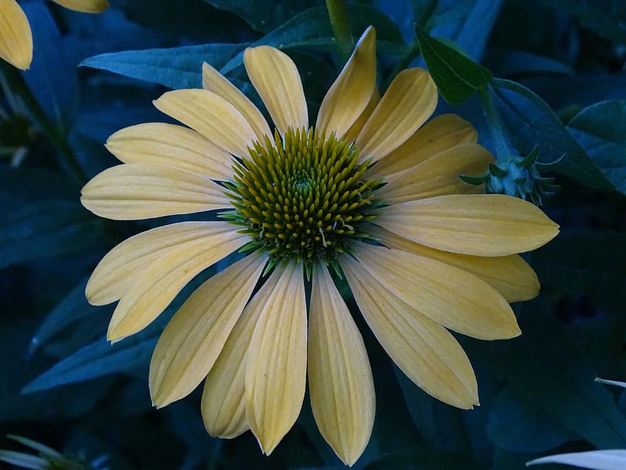 Sun Hat, Coneflower, Echinacea, shining coneflower, petal, fragility HD wallpaper
