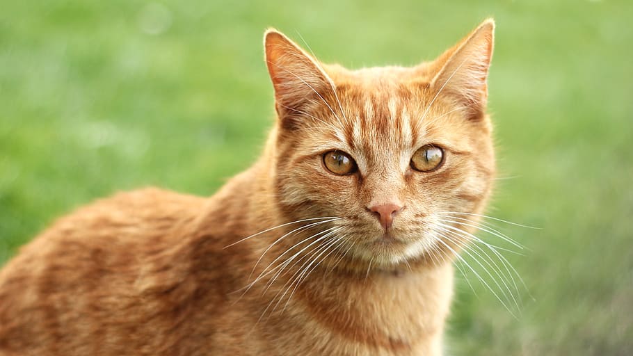 shallow focus of orange cat, redheaded, tomcat, mammal, animal, HD wallpaper