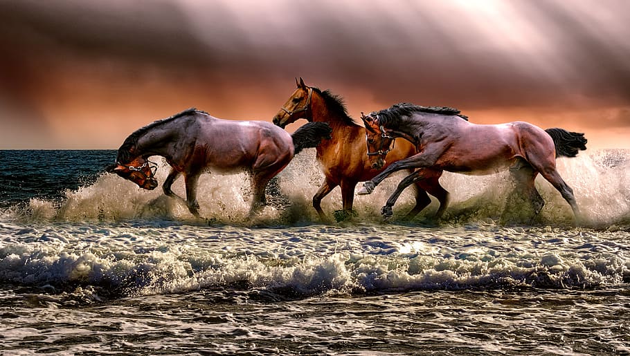 photo of three galloping horses on body of water, animal, fauna