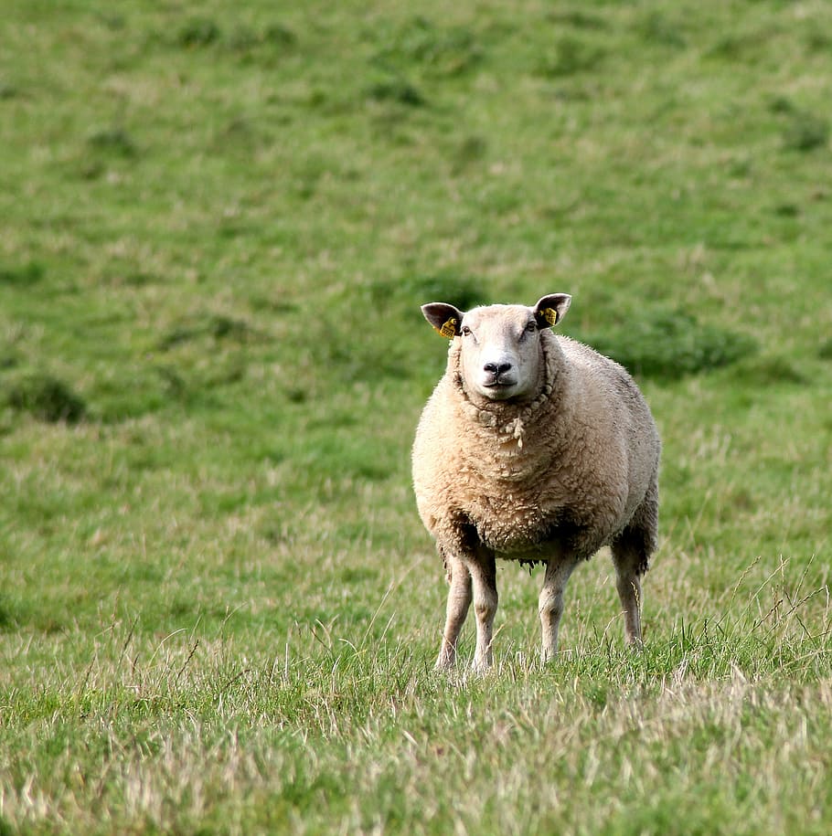 brown sheep on green grass during daytime, mark, expensive, mammals, HD wallpaper