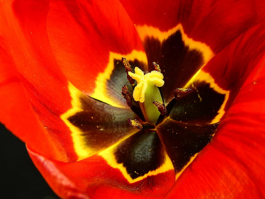 flower, blossom, bloom, nature, spring, lenz, tulip, stamp HD wallpaper