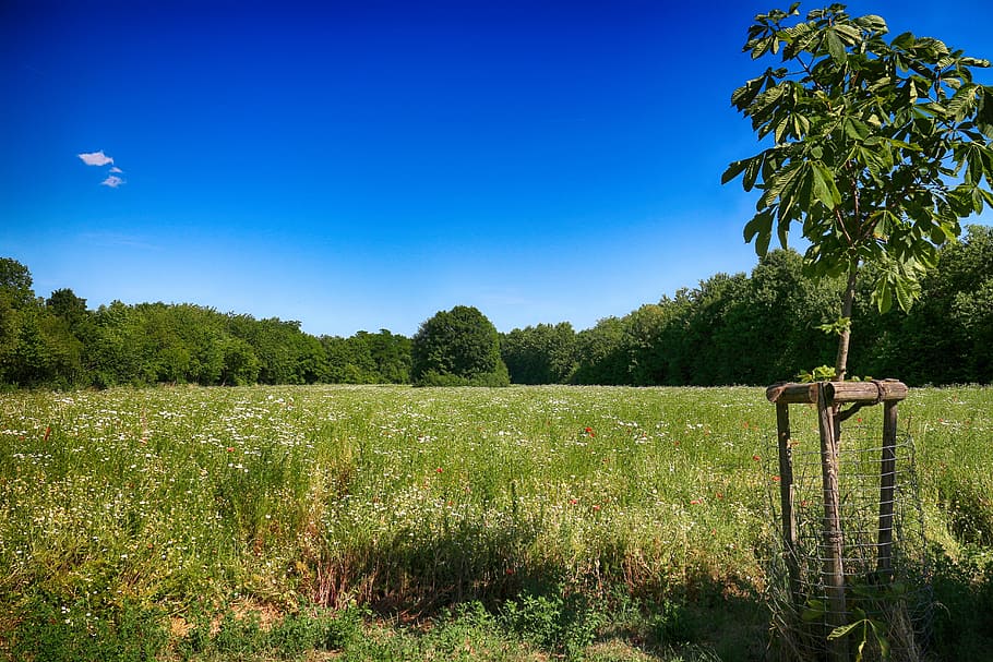 meadows, field, spring, summer, plant, tree, sky, growth, land HD wallpaper