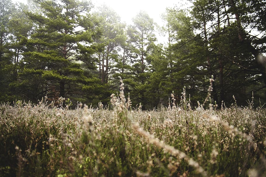 nature, forest, grass, meadow, outdoors, pine, plant, tree, growth HD wallpaper