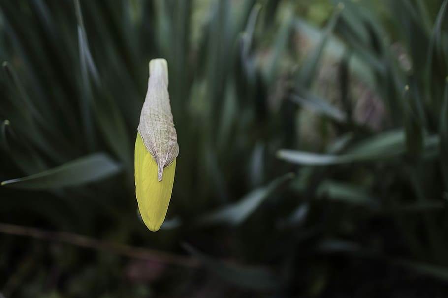 Macro, Flower, Daffodil, Plant, Nature, leaf, growth, no people HD wallpaper