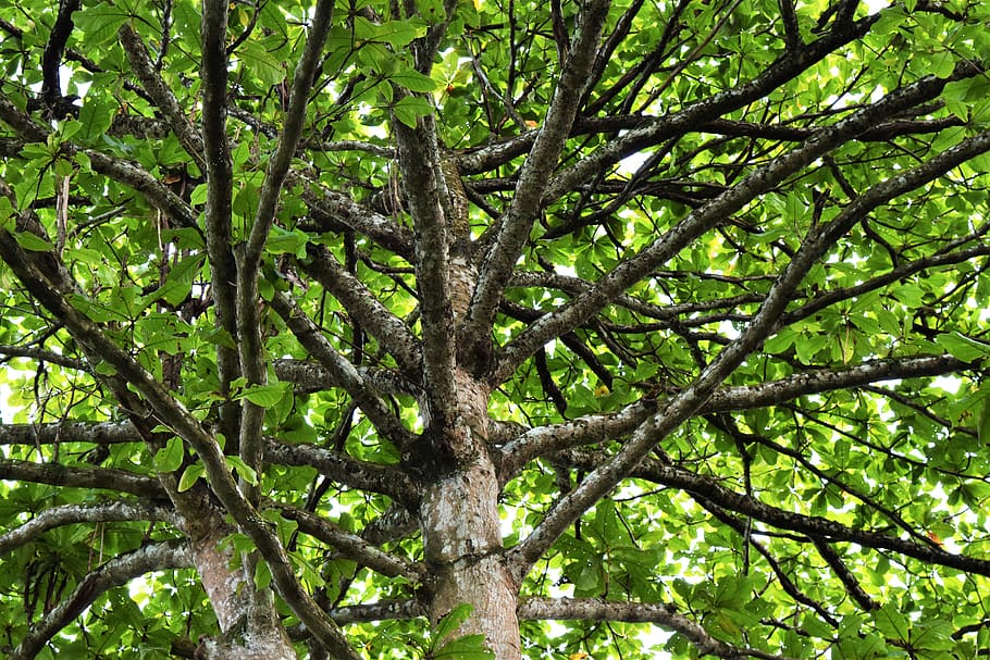 landscape, singapore, tree, branches, plant, growth, low angle view HD wallpaper
