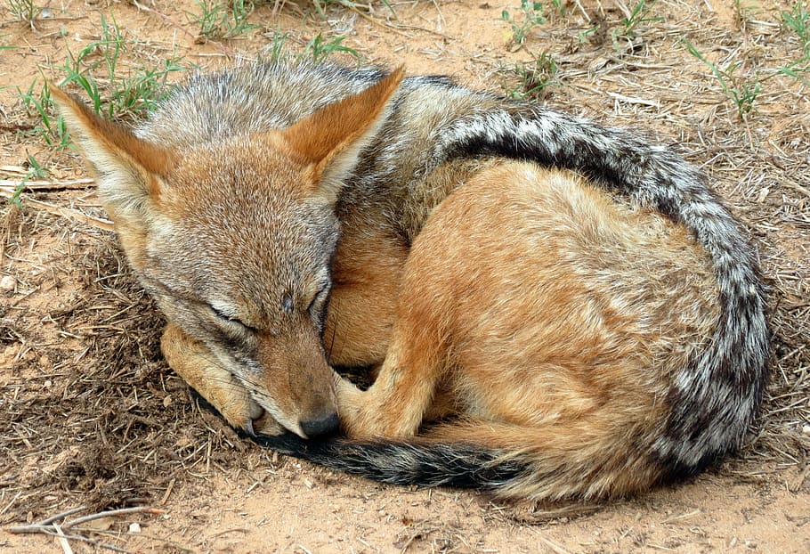 Jackal, South Africa, Mammal, Animal, safari, wildlife, animals in the wild, HD wallpaper