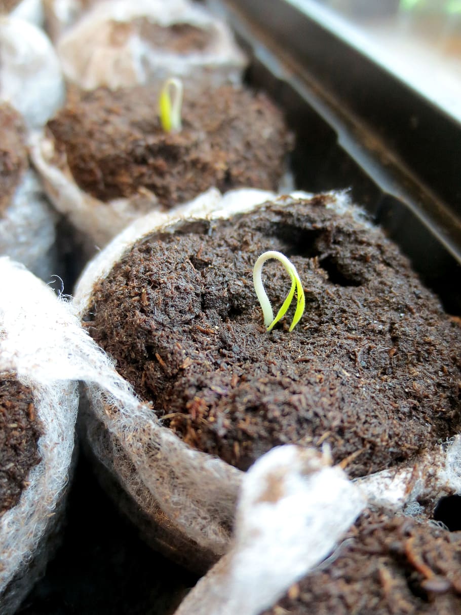 selective focus photo of white and green plant on pot, seedling
