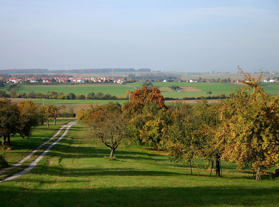 tree, orchard, scattered fruit trees, nature, landscape, sky HD wallpaper