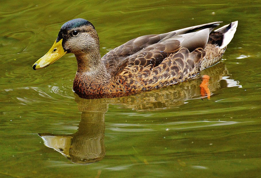duck, waters, mirroring, cute, swim, animals in the wild, bird HD wallpaper