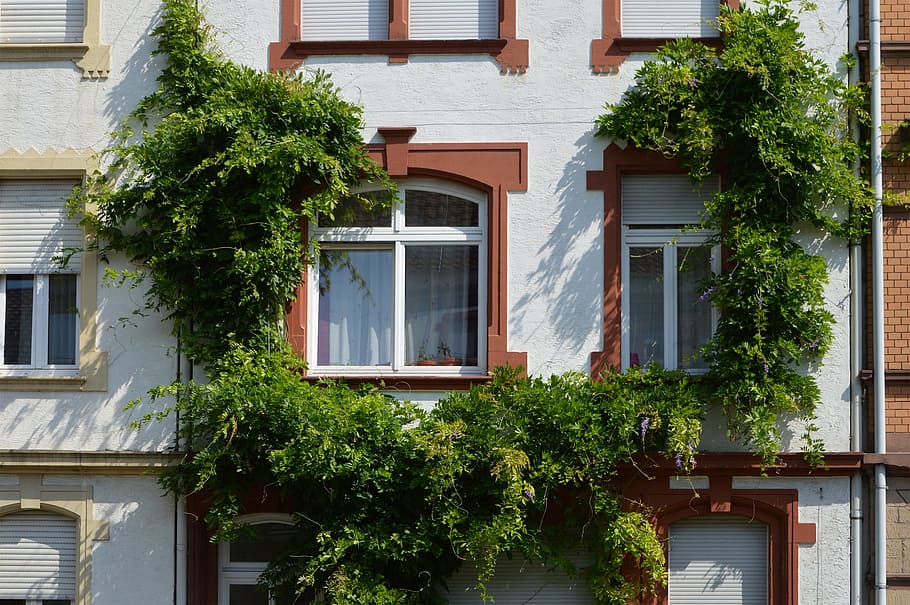green plant arc collided on white apartment-type building, Architecture, Building HD wallpaper