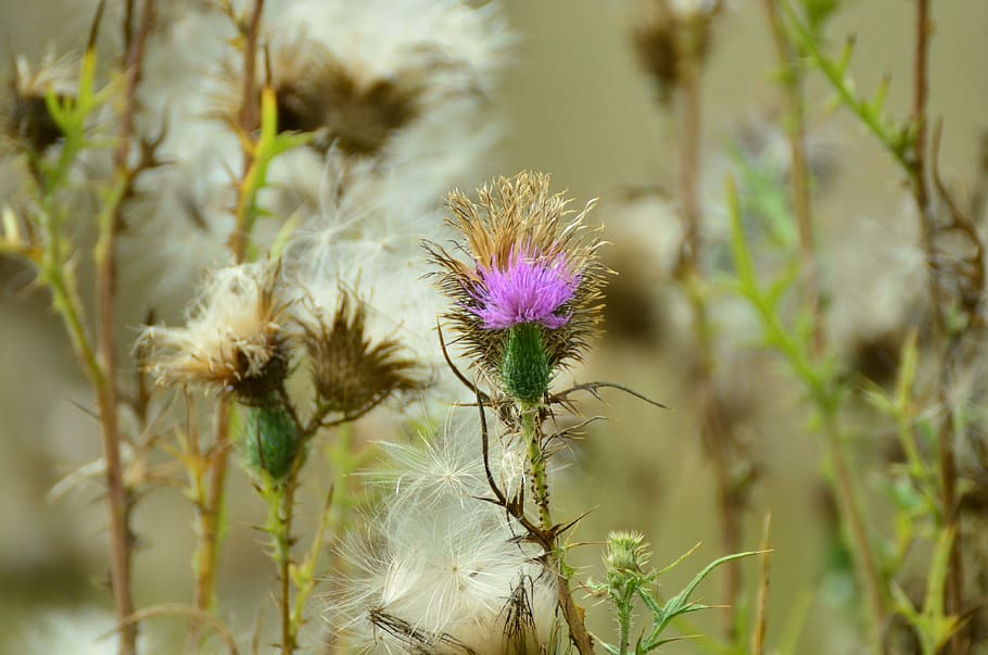 thistle, acker thistle, creeping thistle, violet, pappus, flower coronary HD wallpaper