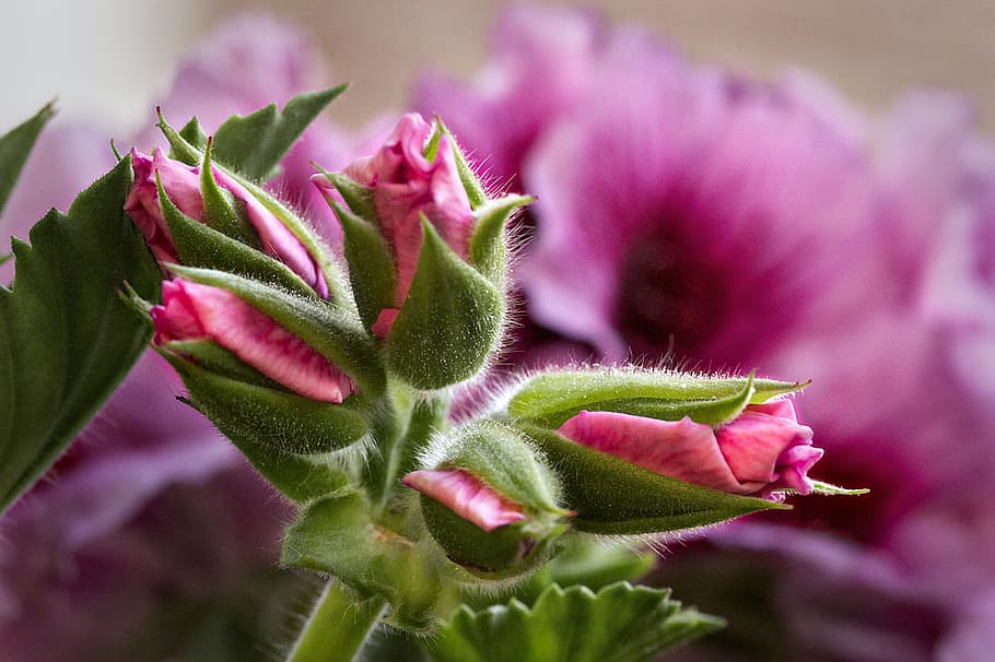 geranium, closeups, blossom, bloom, flower, flora, bud, garden HD wallpaper