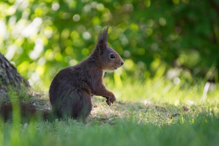 Squirrel, Vigilant, Green, Park, alone, animal, rodent, nature HD wallpaper