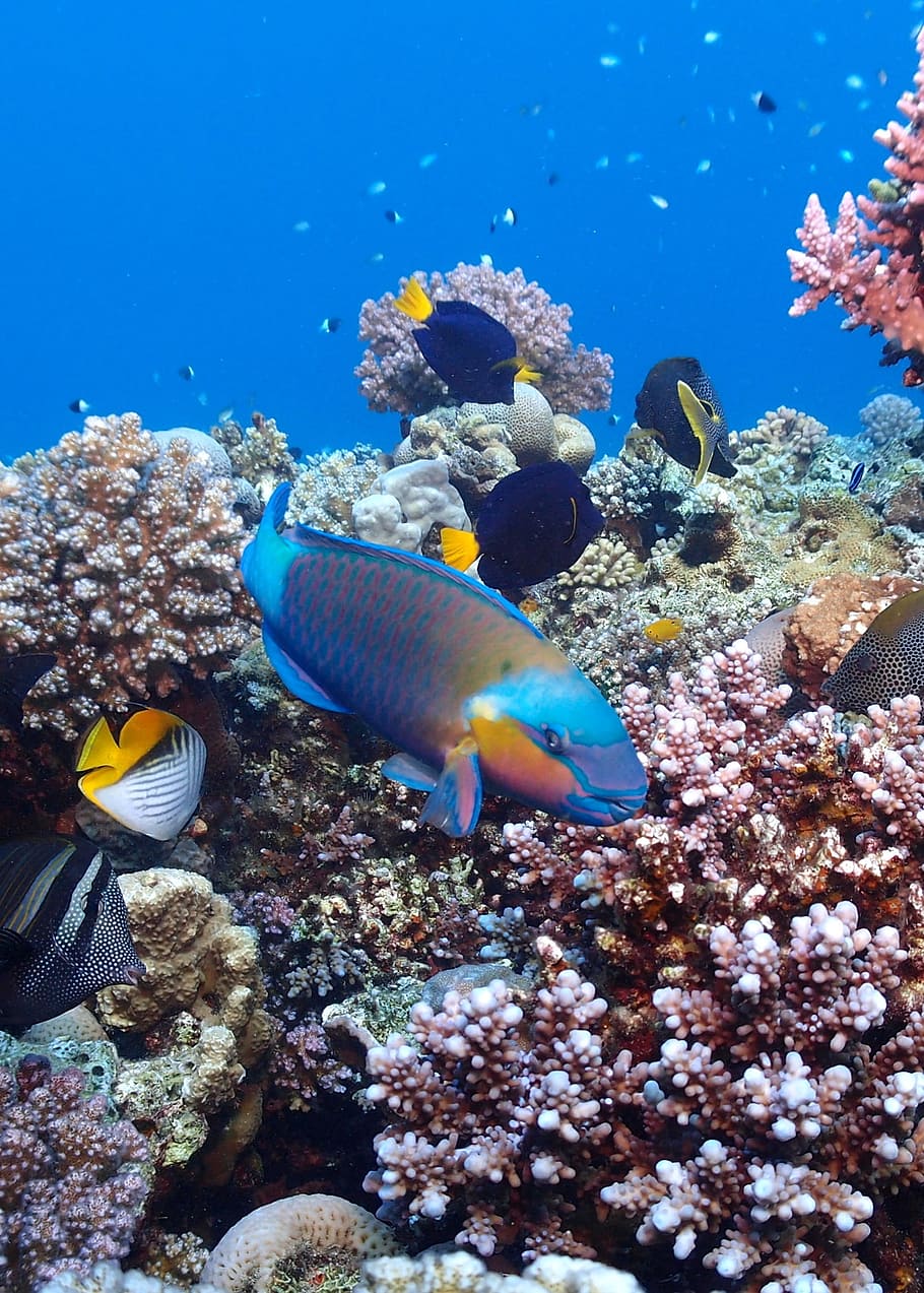 assorted fish beside corals, egypt, diving, red sea, underwater