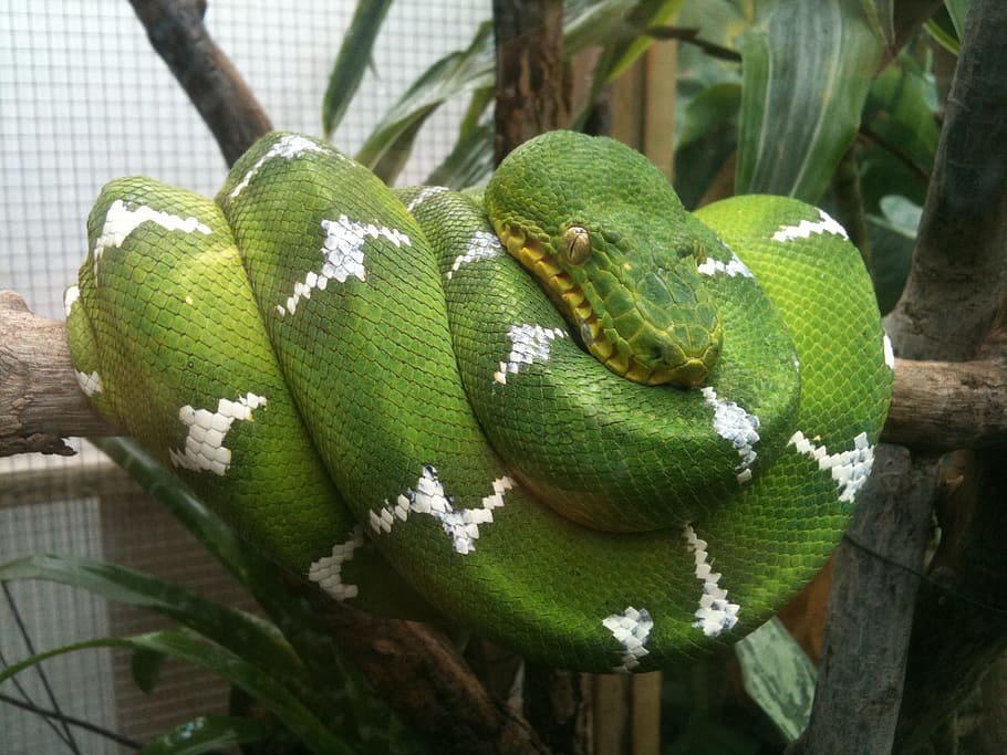 green, tree, snake, animal themes, green color, animal wildlife HD wallpaper