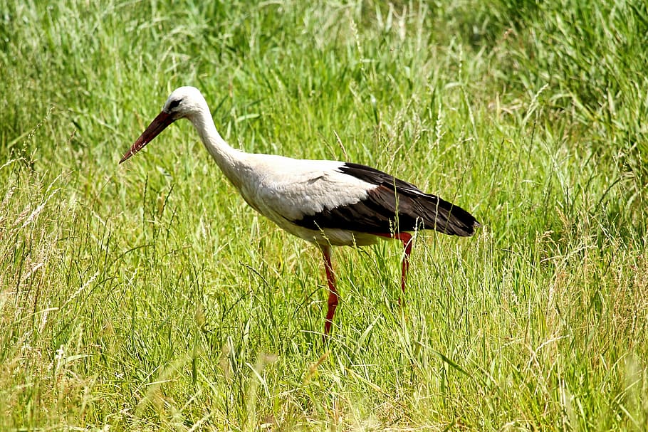 stork, meadow, eastern, bird, foraging, grass, elbaue, prettin HD wallpaper
