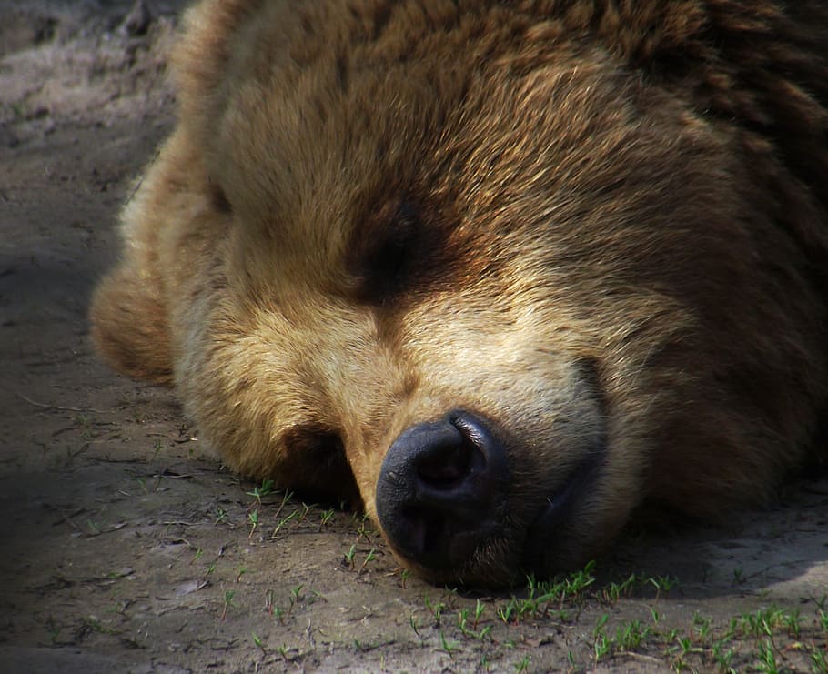 bear, sleep, rest, zoo, animal themes, mammal, one animal, vertebrate HD wallpaper