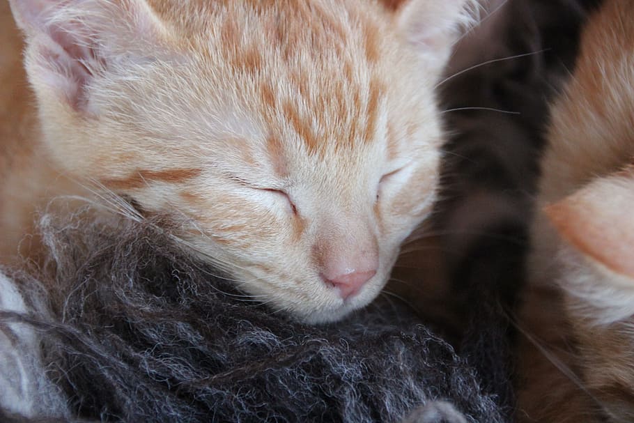 cat, red, face, sleeping, close, young animal, sweet, puppy HD wallpaper