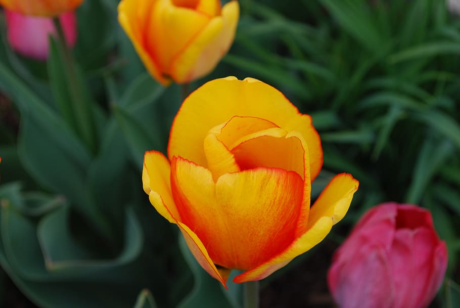tulips, orange, spring, yellow, beauty, nature, gardening, environment HD wallpaper