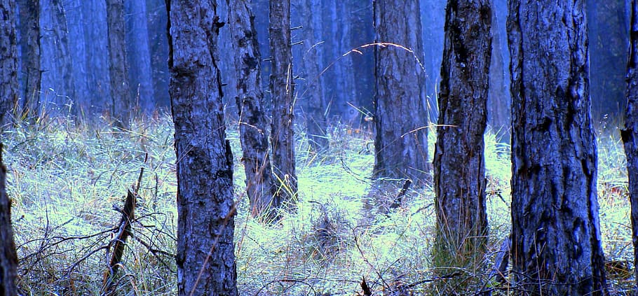 Trunks, Pine, Tree, Tree Bark, Trees, pine wood, tree trunk HD wallpaper