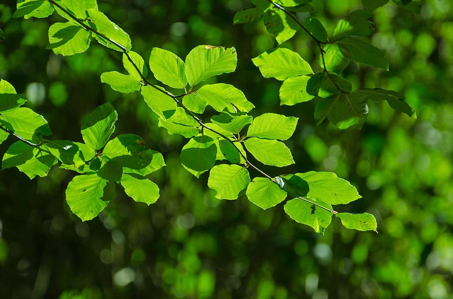 Green, Tree, Tree, Branch, Seasons, Leaves, leaf, natural, nature HD wallpaper