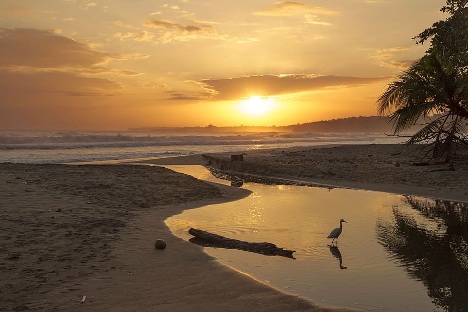 body of water ear seashore during sunset, ocean, beach, waves HD wallpaper