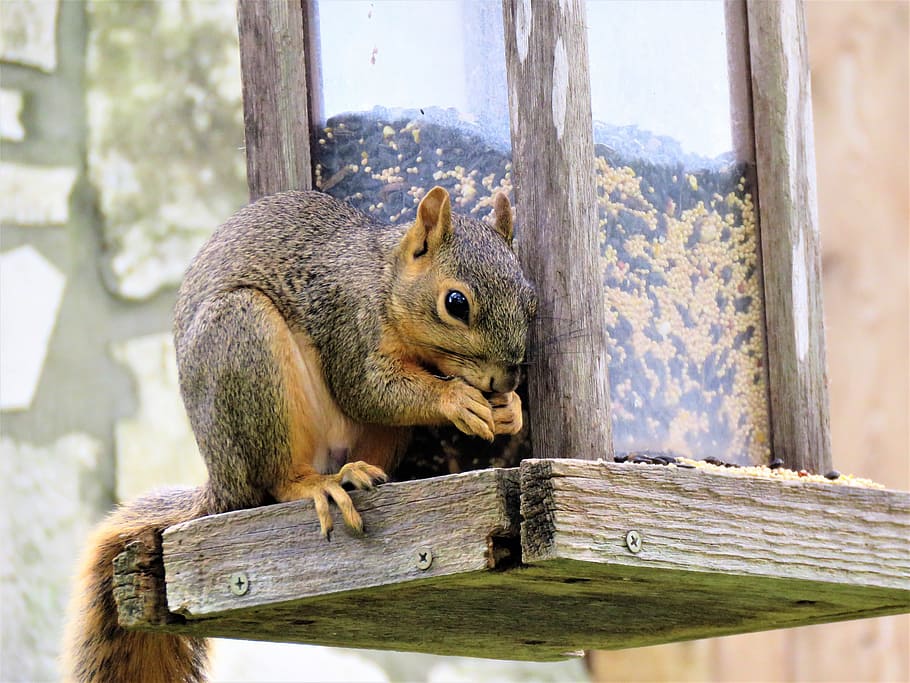 squirrel, wildlife, brown, animal themes, animal wildlife, animals in the wild HD wallpaper