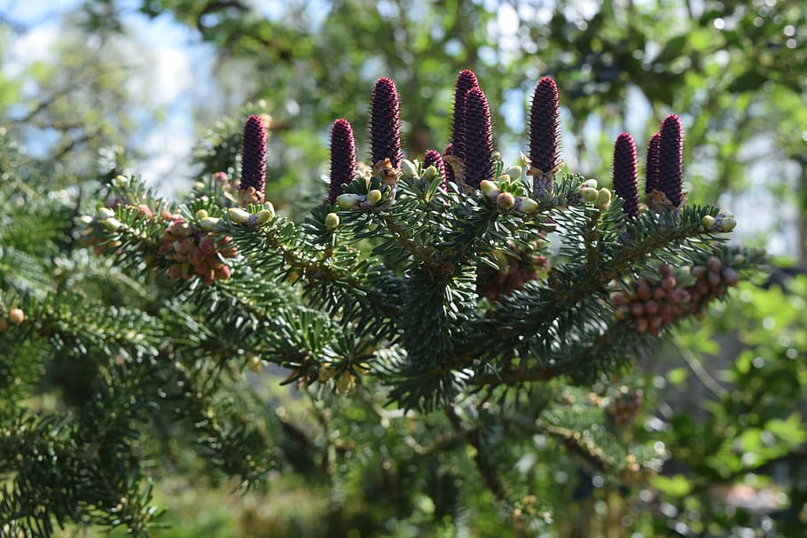 conifer, cones, nature, pinecone, tree, plant, growth, green color HD wallpaper