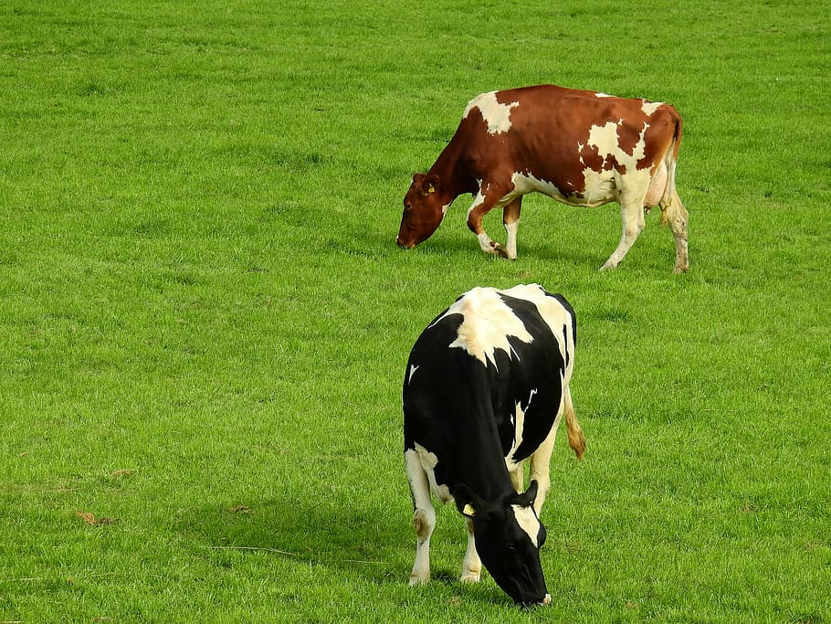 meadow, grass, landscape, summer, nature, pasture, cows, ruminant HD wallpaper
