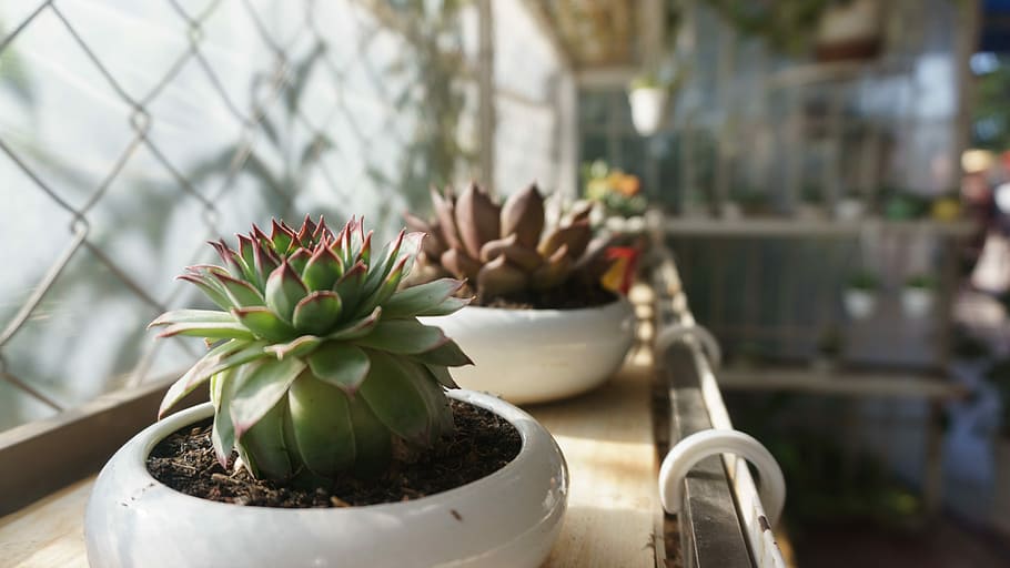 Cactus, Cereus, fllower, focus on foreground, no people, day HD wallpaper