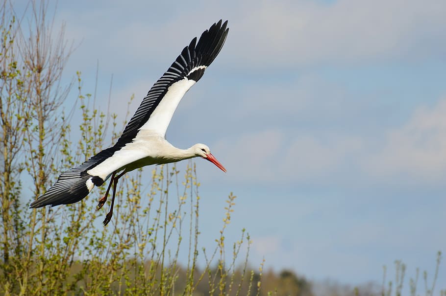 stork, fly, elegant, feather, bird, plumage, nature, animals HD wallpaper