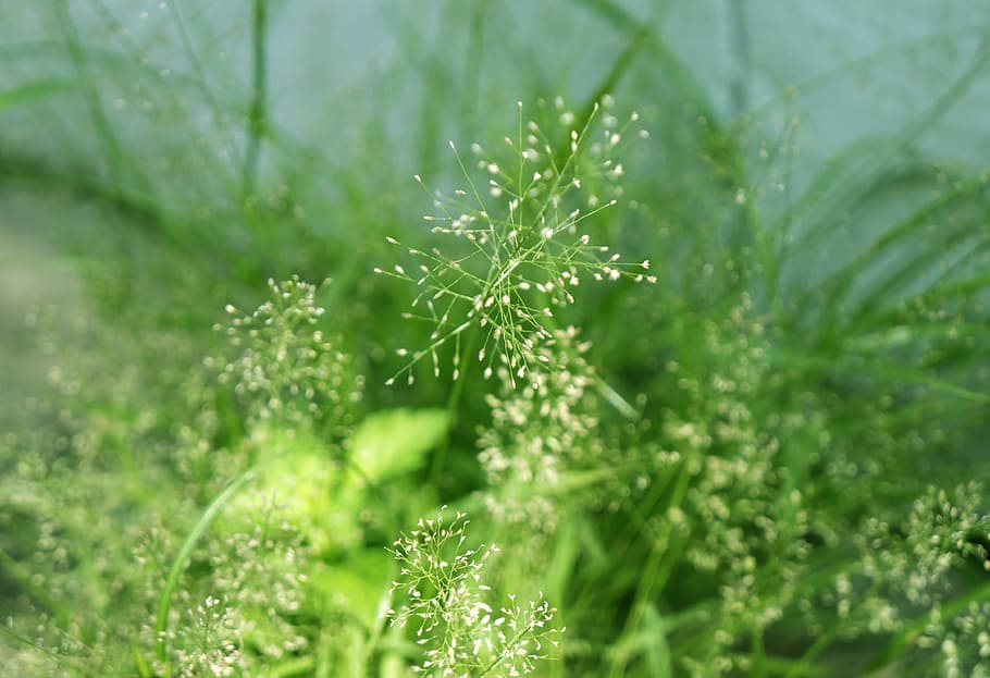 neck, natural, background, green color, plant, nature, beauty in nature HD wallpaper