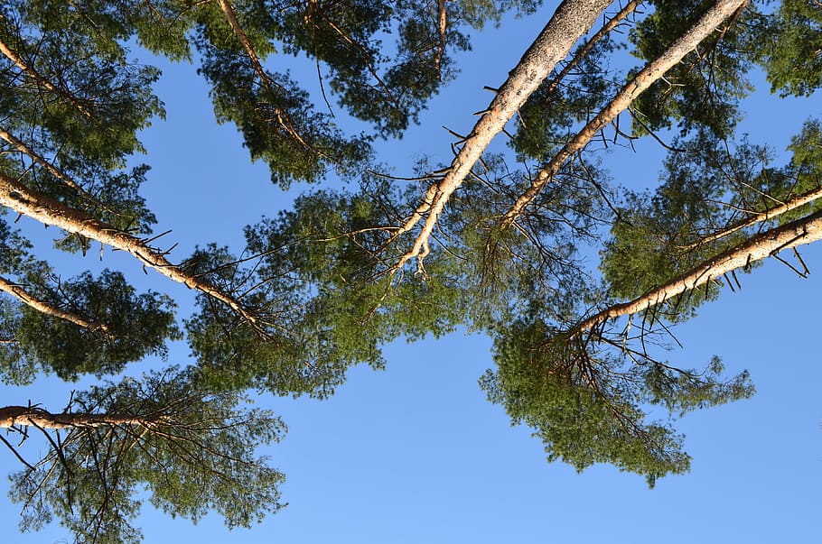 nature, pine, view from the bottom, spring, sky, trees, forest HD wallpaper