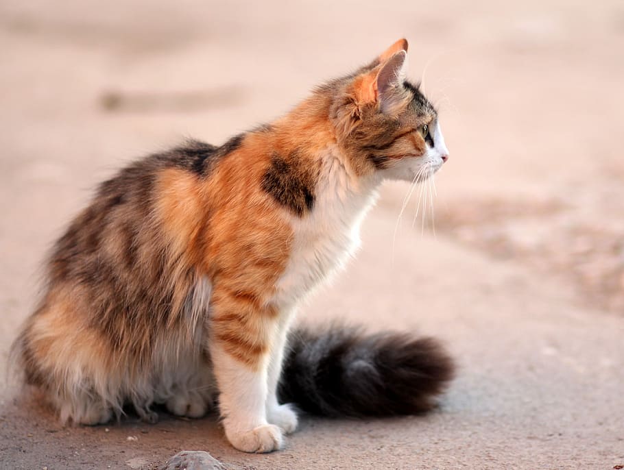 short-fur orange, white, and black cat sitting on gray concrete surface HD wallpaper