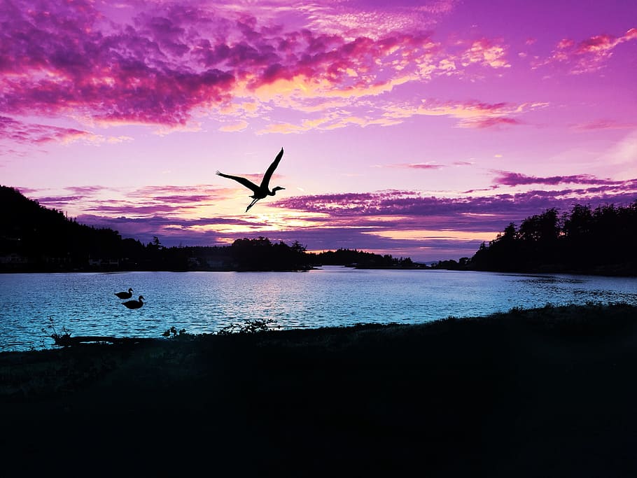 silhouette photography of bird near trees and body of water HD wallpaper