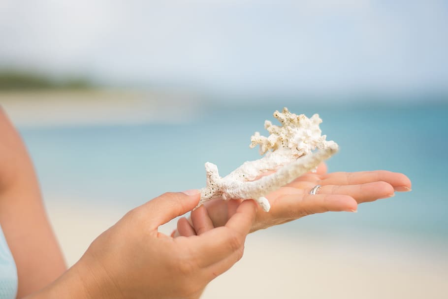 person holding white coral, hand, sea, ease, woman, nature HD wallpaper