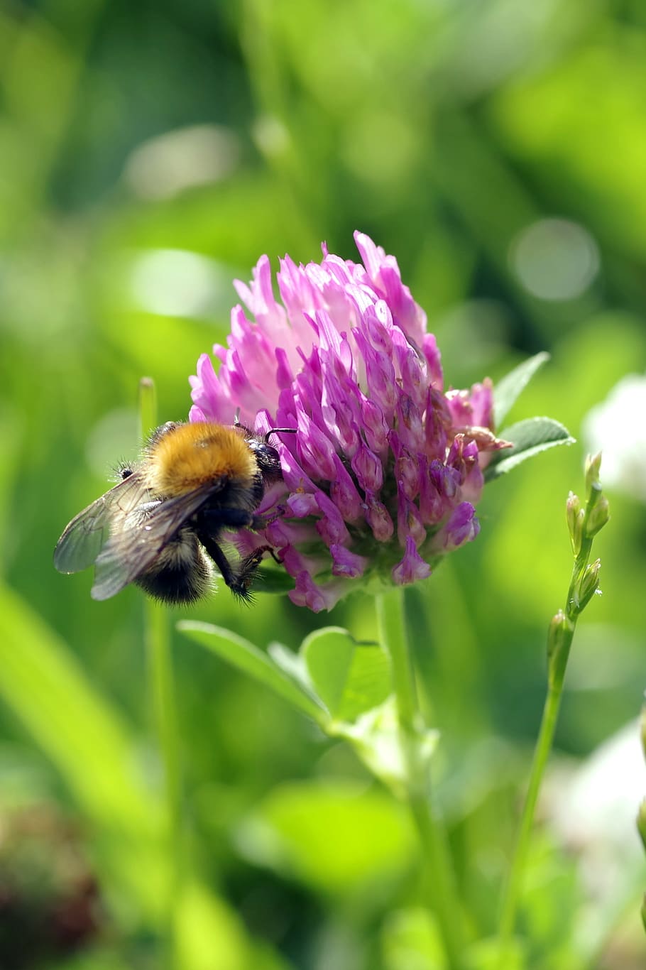 bee, insect, pollinate, clover, red, blue, violet, flower, fodder plant HD wallpaper