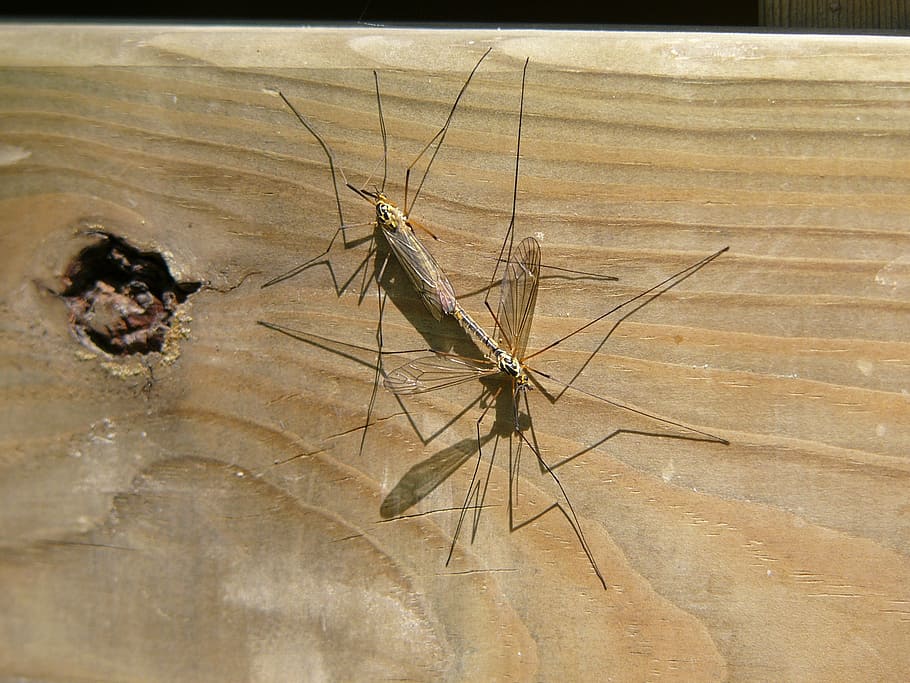 mosquito, love, coupling, nature, wood, reproduction, couple HD wallpaper