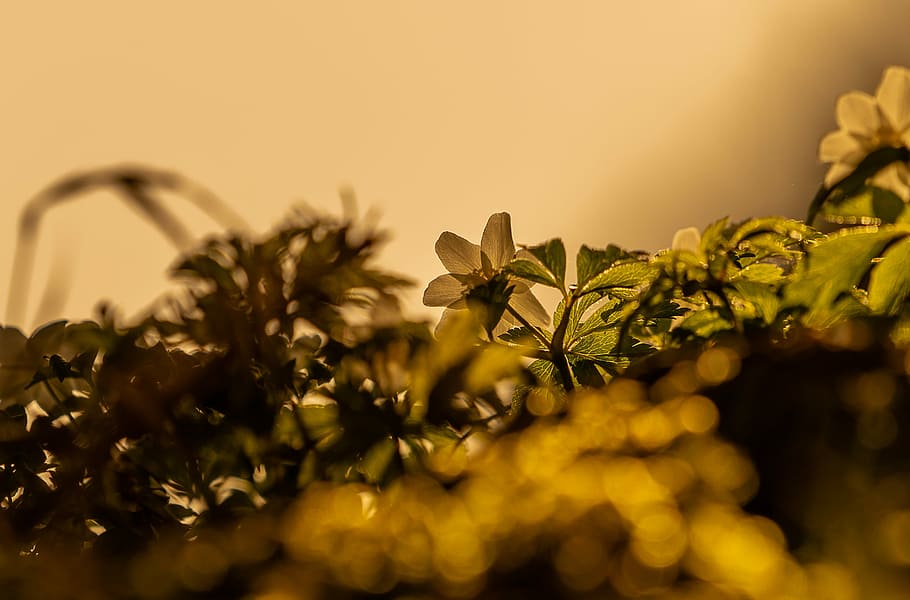 HD wallpaper: background, nature, plant, blur, close, golden, color, flower  | Wallpaper Flare