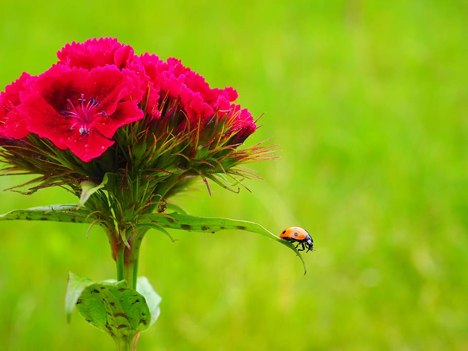 ladybug, coccinellidae, beetle, elytron, siebenpunkt ladybird HD wallpaper