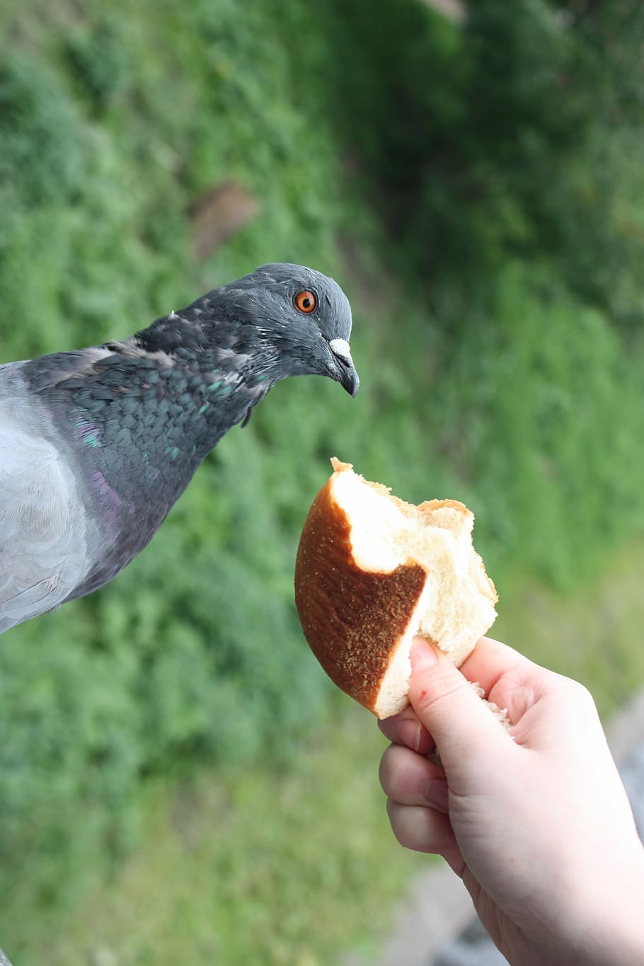 dove, feed, the jitters, bread, shock, muffin, chit, hand, bird HD wallpaper