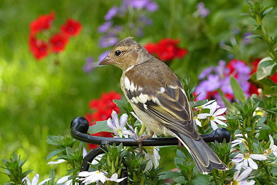 brown bird on black metal fence, yellow Finch, animal, buchfink young