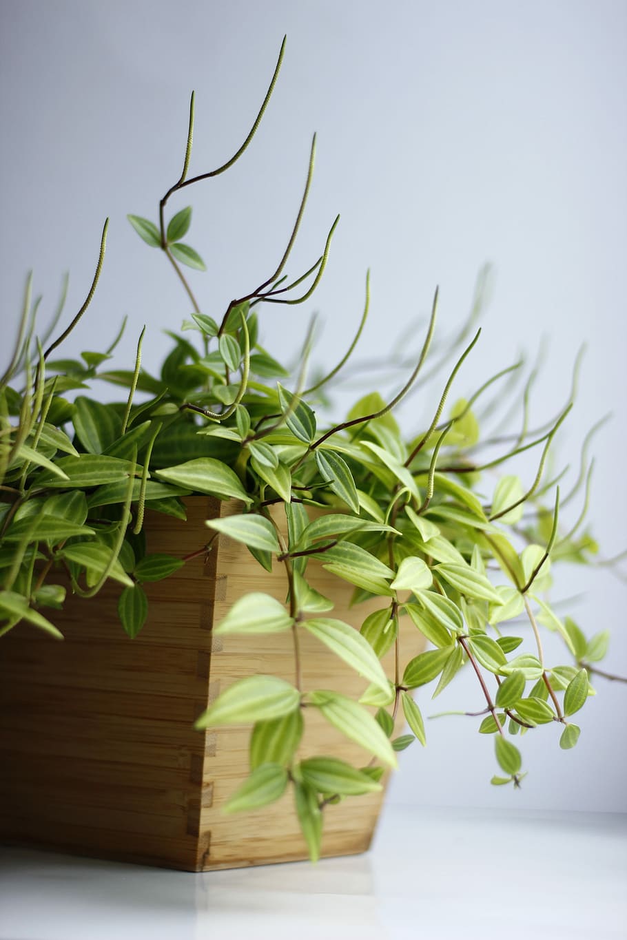 green leafed plant on brown wooden pot, green leafed plant in brown wooden plant pot HD wallpaper
