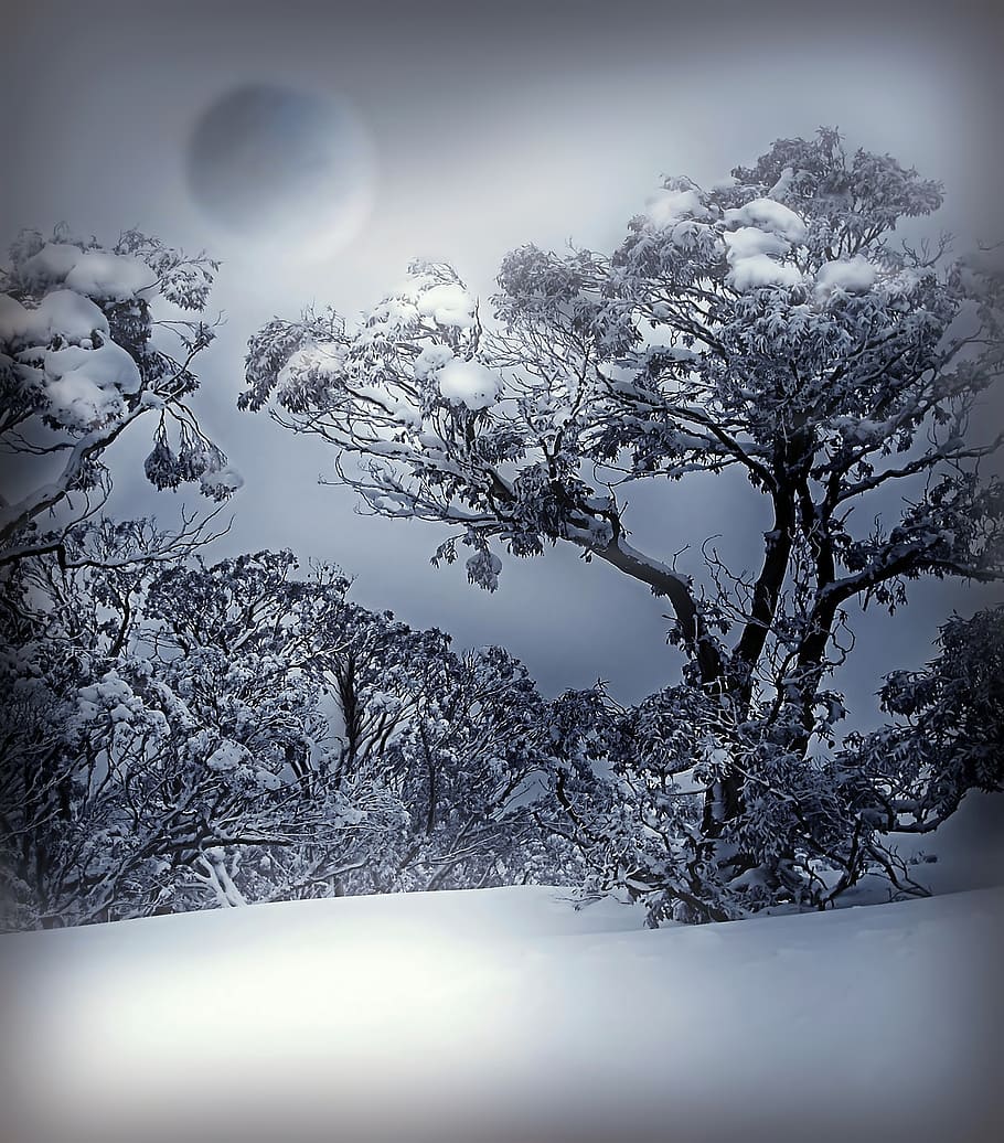 gray flowering tree, winter, white, blue, snow, nature, cold HD wallpaper