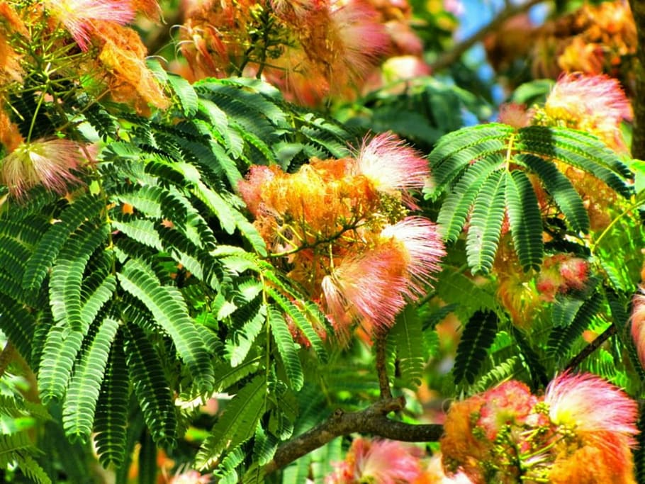 mimosa, tree, trunk, leaves, branches, nature, woodland, forest HD wallpaper