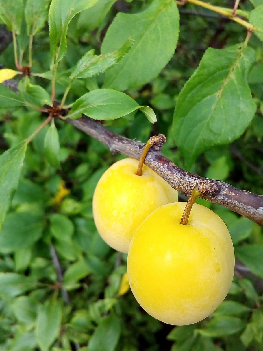 plum, fruit, summer, harvest, garden, immature, leaf, plant part HD wallpaper