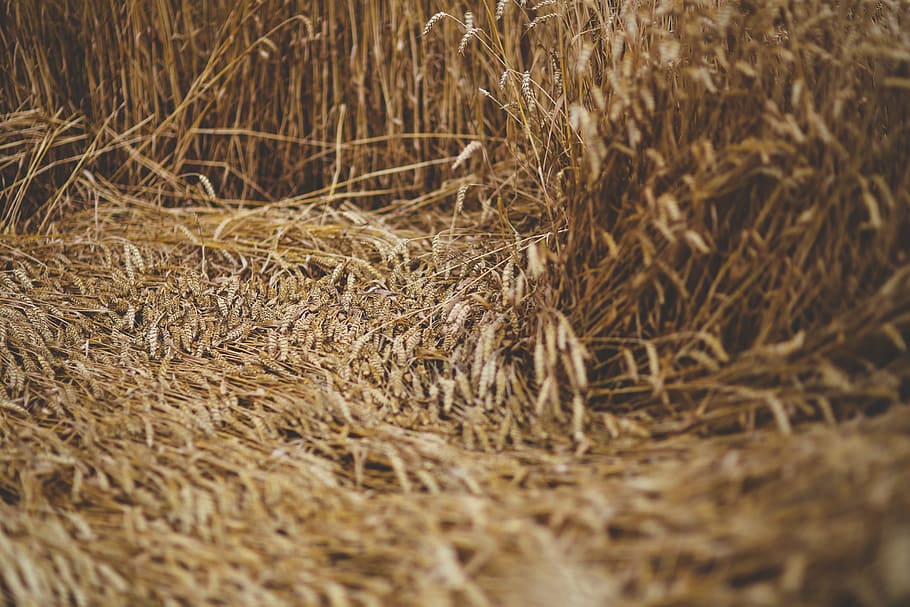 grain, wind, downed, nature, yellow, plant, no people, selective focus HD wallpaper