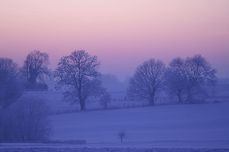 snowy trees and ground, winter, dawn, fog, nature, cold, ze, frost, HD wallpaper